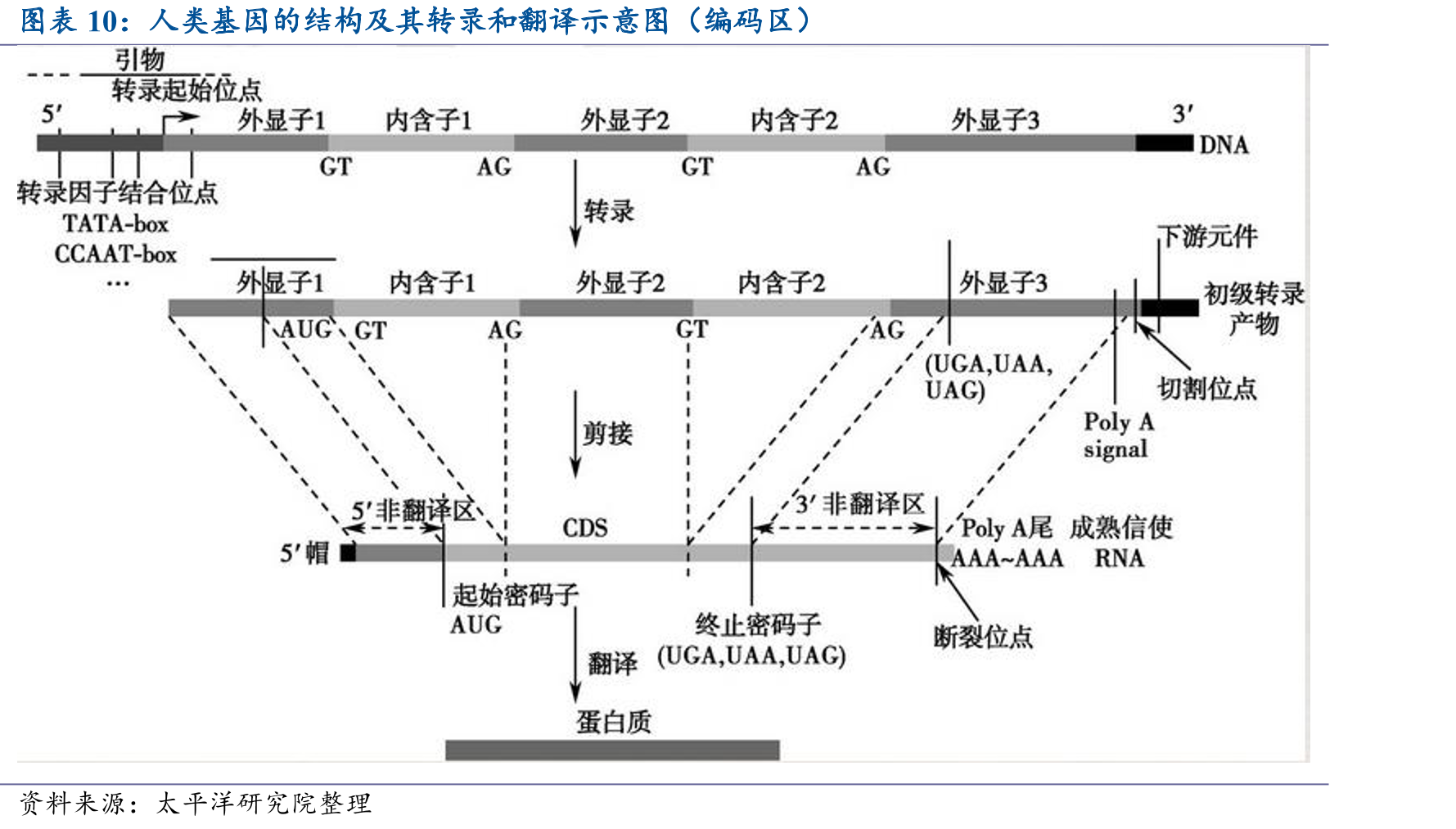 人类基因的结构及其转录和翻译示意图（编码区）