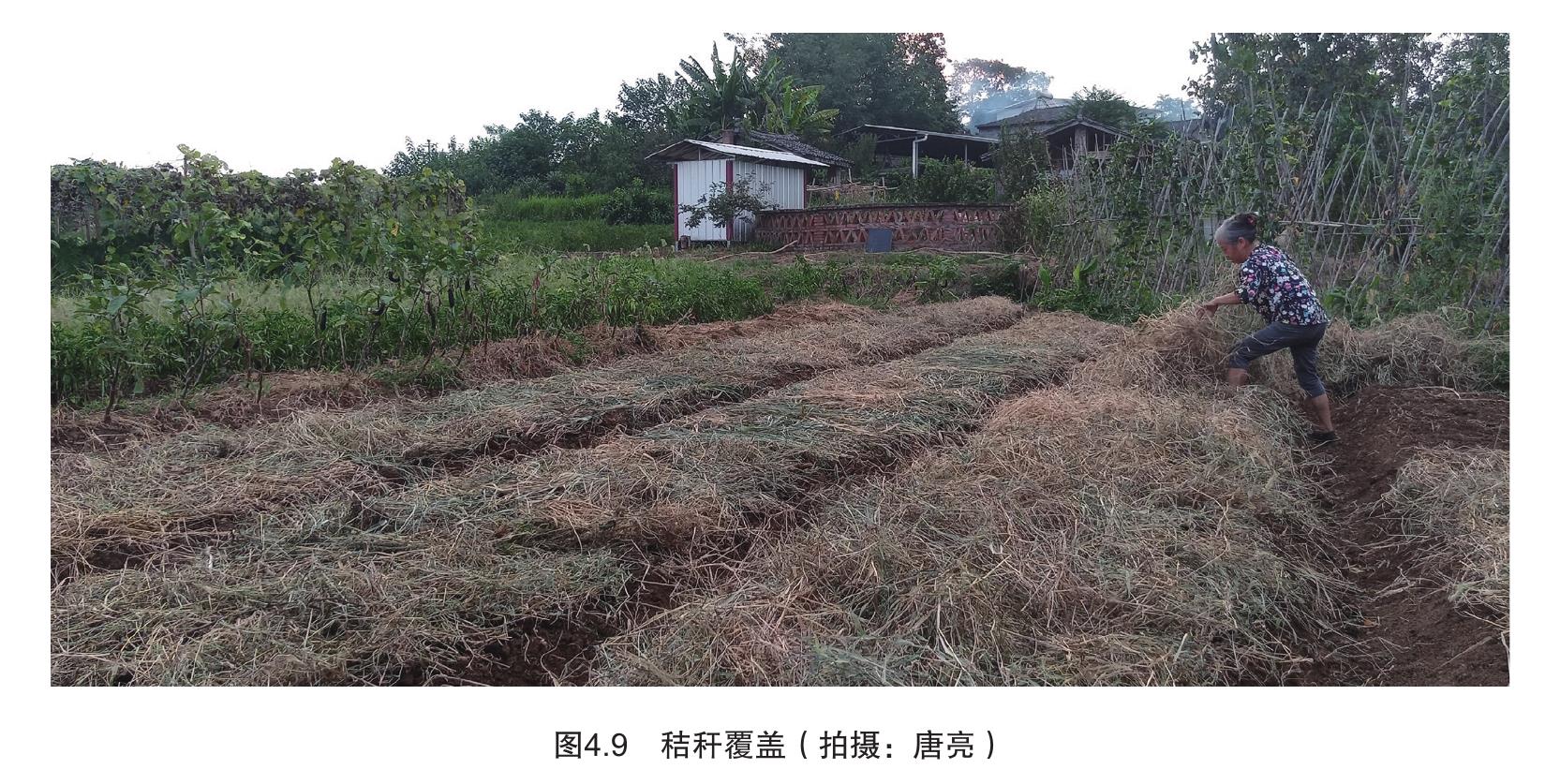图4.9秸秆覆盖（拍摄：唐亮）