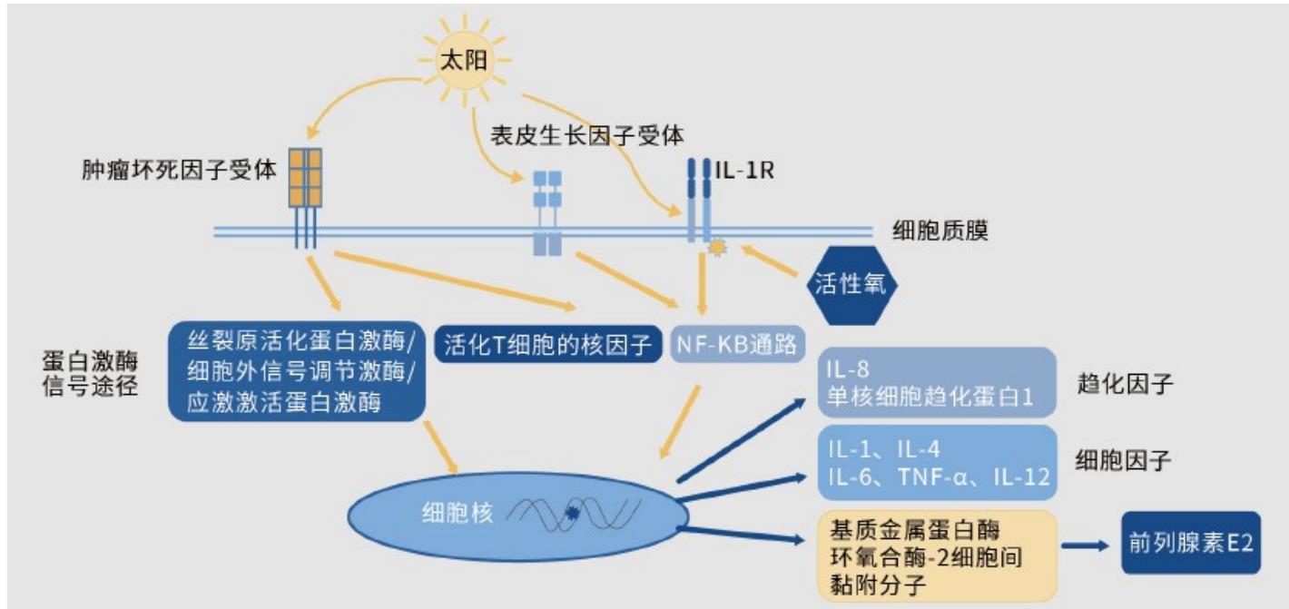 图 1（A）SBE 对 LPS 诱导的 J774 小鼠巨噬细胞 NO 产生的影响，通过 Griess 反应测定 NO。SBE 对 LPS 诱导的 J774 巨噬细胞 iNOS 和 COX-2 蛋白表达的影响。_第3页