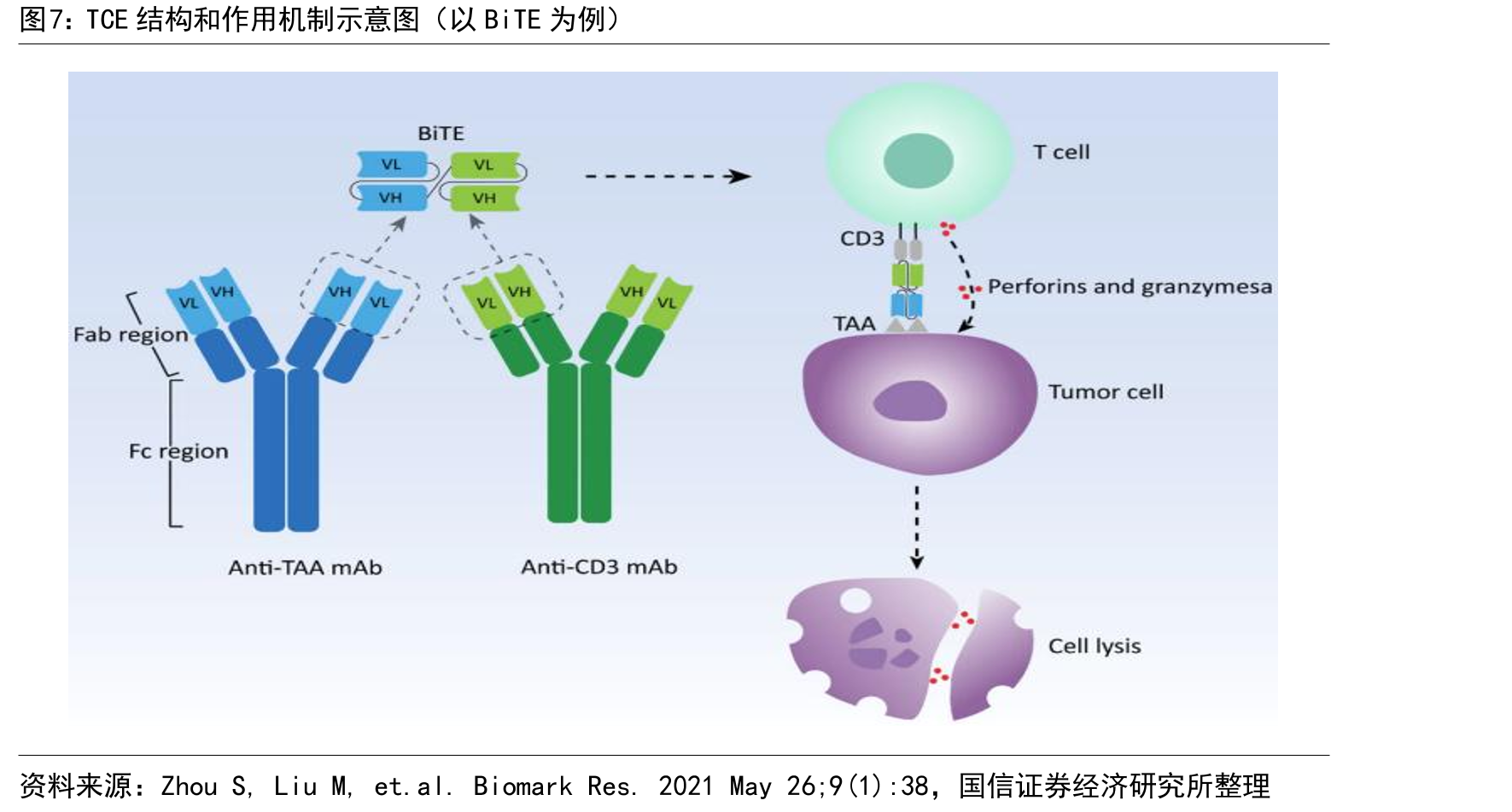 TCE结构和作用机制示意图（以BiTE为例）