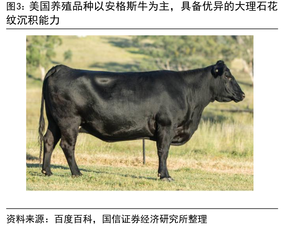 美国养殖品种以安格斯牛为主，具备优异的大理石花