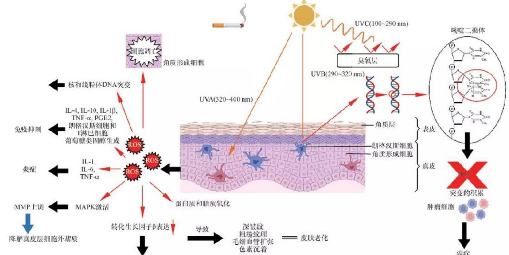图 1（A）SBE 对 LPS 诱导的 J774 小鼠巨噬细胞 NO 产生的影响，通过 Griess 反应测定 NO。SBE 对 LPS 诱导的 J774 巨噬细胞 iNOS 和 COX-2 蛋白表达的影响。_第4页
