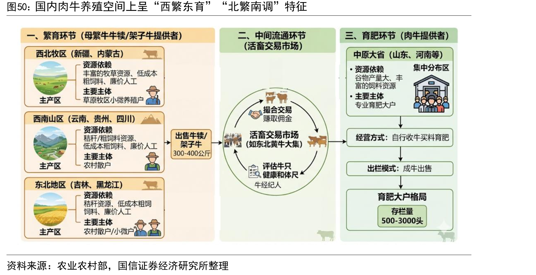 国内肉牛养殖空间上呈“西繁东育”“北繁南调”特征