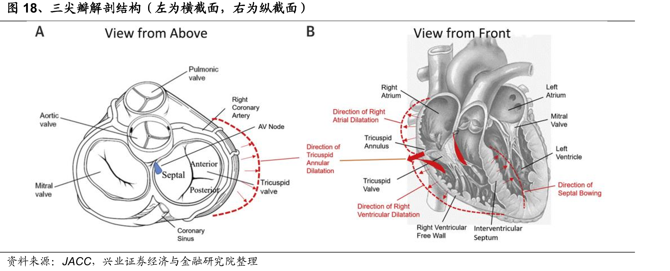 图18、三尖瓣解剖结构（左为横截面，右为纵截面）