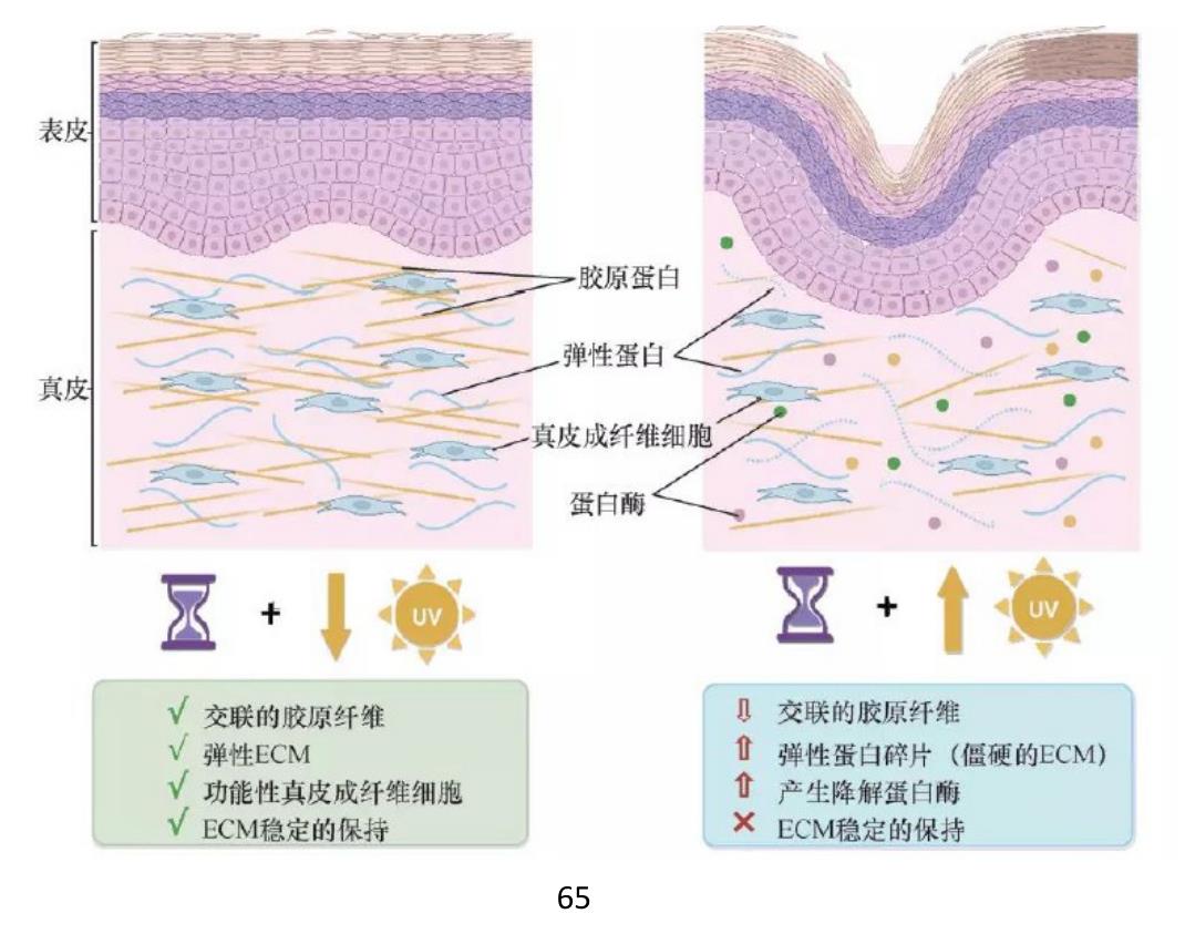 图 1（A）SBE 对 LPS 诱导的 J774 小鼠巨噬细胞 NO 产生的影响，通过 Griess 反应测定 NO。SBE 对 LPS 诱导的 J774 巨噬细胞 iNOS 和 COX-2 蛋白表达的影响。_第5页