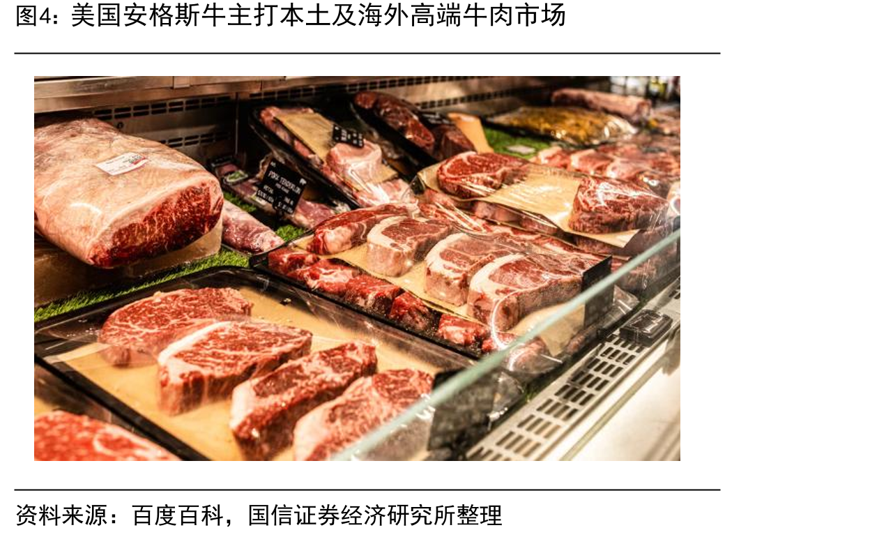 美国安格斯牛主打本土及海外高端牛肉市场