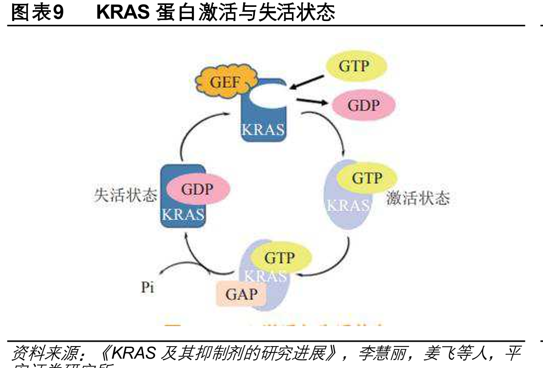 图表11KRAS在肺癌（NSCLC）、结直肠癌（CRC）、胰腺癌（PDAC）突变情况_第2页