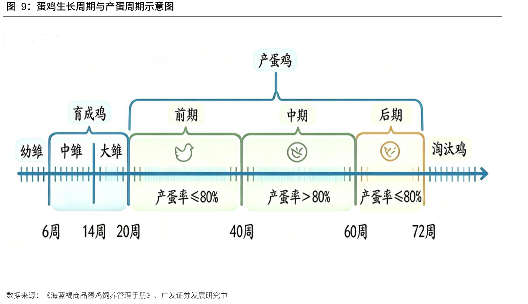 人均蛋类消费量12年增长72%，2024年达14.1千克_第3页