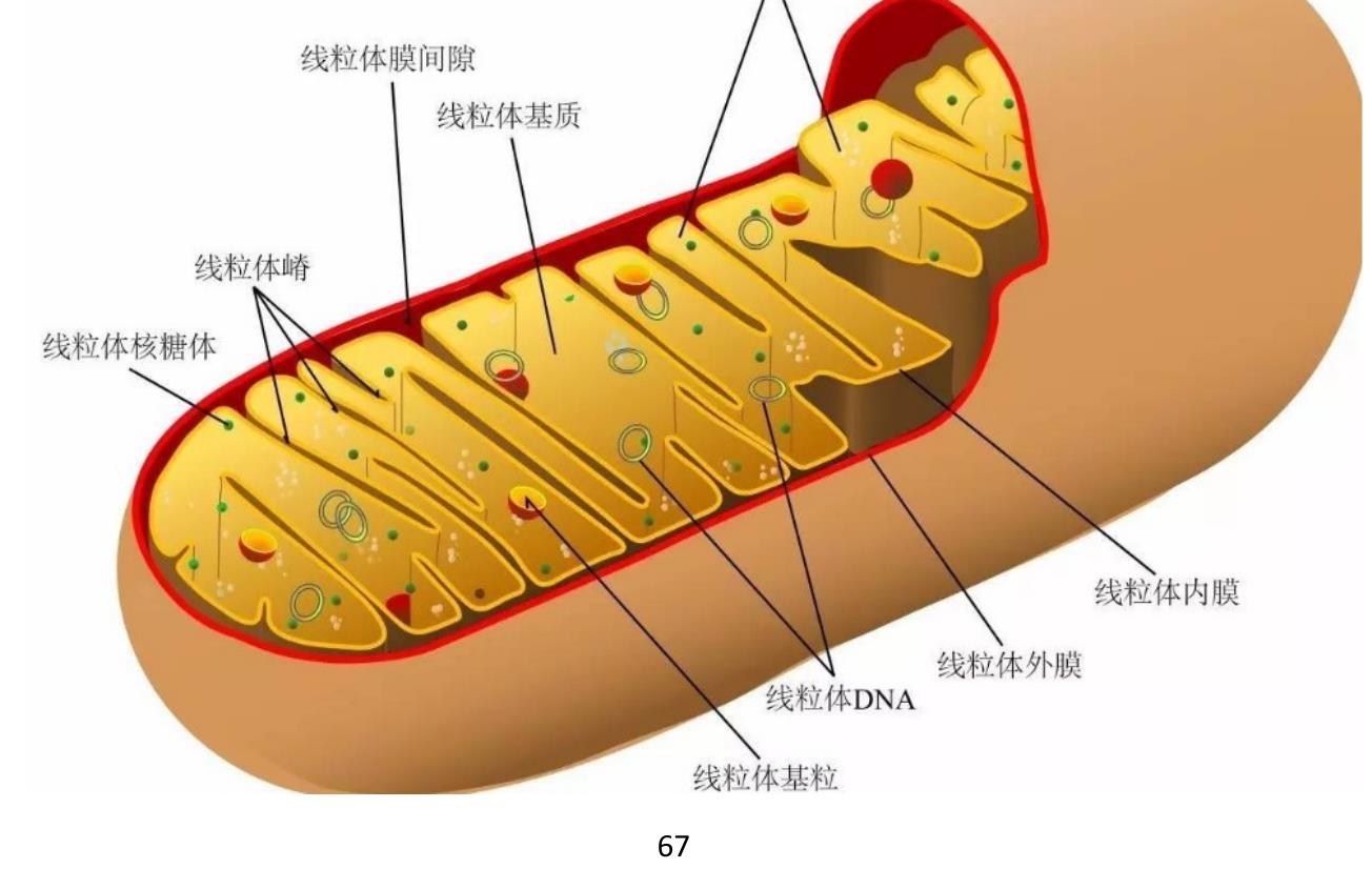 图 1（A）SBE 对 LPS 诱导的 J774 小鼠巨噬细胞 NO 产生的影响，通过 Griess 反应测定 NO。SBE 对 LPS 诱导的 J774 巨噬细胞 iNOS 和 COX-2 蛋白表达的影响。_第2页