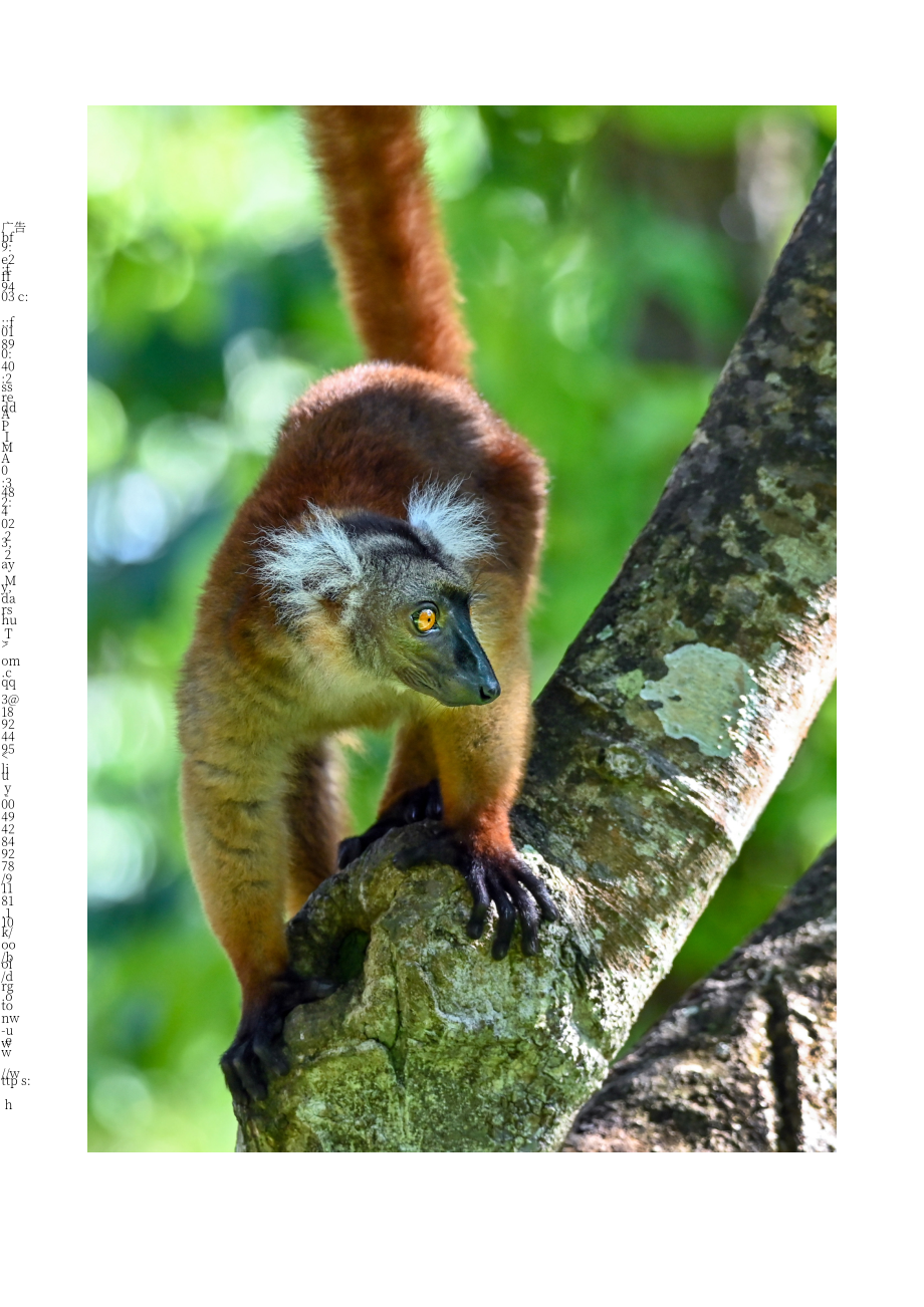 UN Tourism：2024生物多样性与国家旅游政策的整合研究报告（英文版）（48页）.pdf_第4页